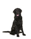 Black flatcoat retriever dog sitting looking at camera Royalty Free Stock Photo