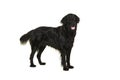 Black flatcoat retriever dog standing Royalty Free Stock Photo