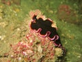 Black Flatworm