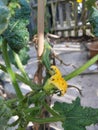 Black flies crawling over the flower of a courgette plant