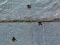 Black flies sunbathing on natural shiny dark gray slate roof tile