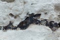 Black flint pebbles in limestone of Cretaceous age
