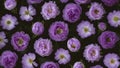 Black floral background featuring beautiful violet peonies, natural flowers