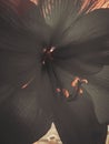 Black flower. Amaryllis close-up.