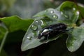 The black flower beetle