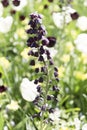 Black Flower In Gorgeous Summer Garden
