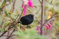 Black Flower-piercer - Diglossa humeralis Royalty Free Stock Photo