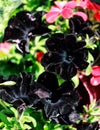 Black flowering petunia Solanaceae