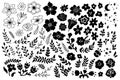 Black Flowers Linocut Graphic Set. Monochrome Daisy, Rose and Peony Elegant Botanical Collection. Spring Blossom Vector