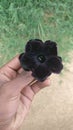 Black flowers in sri lanka Royalty Free Stock Photo