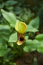 Black flowers of Zantedeschia, Calla Lily in the garden. Summer and spring time.