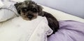 Black fluffly poodle dog on a decorated bed, looking at the camera, very cute. Royalty Free Stock Photo