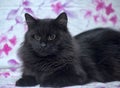 Black fluffy cat Royalty Free Stock Photo