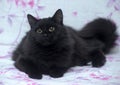 Black fluffy cat Royalty Free Stock Photo