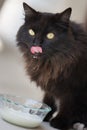 Black Fluffy Cat Drinking Milk from Glass Bowl. Closeup. Milk Moustache. Licking Lips.