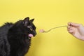 Black fluffy cat eats cat food from a fork on yellow background. Pet food banner concept. A Cat Licking His