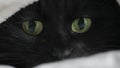 Black fluffy cat with green eyes lies wrapped in a blanket. She looks around and the pupils dilate and narrow. Halloween