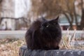 A black fluffy cat with green eyes sits on an old tire from a wheel. Animal resting outdoors on the street