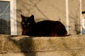 A black, fluffy cat lies on stone wall, on the street. Basking in the sun