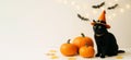 A black fluffy cat in a magic hat and orange Halloween pumpkins on light background Royalty Free Stock Photo
