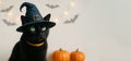 A black fluffy cat in a magic hat and orange Halloween pumpkins on light background Royalty Free Stock Photo