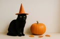 A black fluffy cat in a magic hat and orange Halloween pumpkins on light background Royalty Free Stock Photo