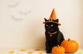 A black fluffy cat in a magic hat and orange Halloween pumpkins on light background Royalty Free Stock Photo