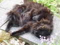 Black fluffy cat relaxes and chills on grey stone . Sleeping long hair cat on its back . Amazing chillingness spleeping in public