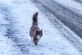 A black fluffy cat walks in the snow in winter