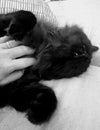 Black fluffy cat in black and white with fang