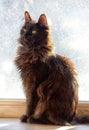 Black fluffy cat on the window Royalty Free Stock Photo