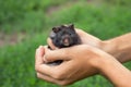 Black fluffy hamster in hand,