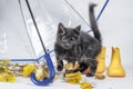 Black fluffy kitten with autumn leaves and yellow rubber boots under a transparent umbrella with a blue handle Royalty Free Stock Photo