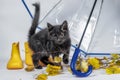 black fluffy kitten with autumn leaves and yellow rubber boots under a transparent umbrella with a blue handle Royalty Free Stock Photo