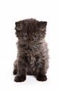 Black fluffy kitten Royalty Free Stock Photo