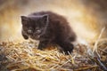 Black fluffy kitten outdoor in summer Royalty Free Stock Photo