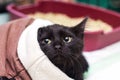 Black fluffy kitten with yellow eyes closeup Royalty Free Stock Photo