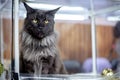 Black fluffy Maine Coon cat Royalty Free Stock Photo