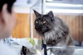 Black fluffy Maine Coon cat Royalty Free Stock Photo