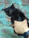 Black fluffy scared-looking kitty in hands Royalty Free Stock Photo