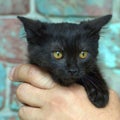 Black fluffy scared-looking kitty in hands Royalty Free Stock Photo