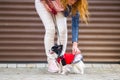 A black fluffy white, longhaired funny dog female sex with larger eyes, Chihuahua breed, dressed in red dress. animal Royalty Free Stock Photo