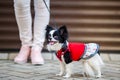 A black fluffy white, longhaired funny dog female sex with larger eyes, Chihuahua breed, dressed in red dress. animal stands at fu Royalty Free Stock Photo