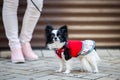 A black fluffy white, longhaired funny dog female sex with larger eyes, Chihuahua breed, dressed in red dress. animal stands at fu Royalty Free Stock Photo