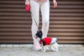 A black fluffy white, longhaired funny dog female sex with larger eyes, Chihuahua breed, dressed in red dress. animal stands at fu Royalty Free Stock Photo