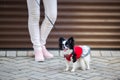 A black fluffy white, longhaired funny dog female sex with larger eyes, Chihuahua breed, dressed in red dress. animal stands at fu Royalty Free Stock Photo