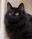 Black fluffy young cat