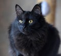 Black fluffy young cat