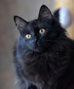 Black fluffy young cat Royalty Free Stock Photo