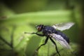 Black fly Royalty Free Stock Photo